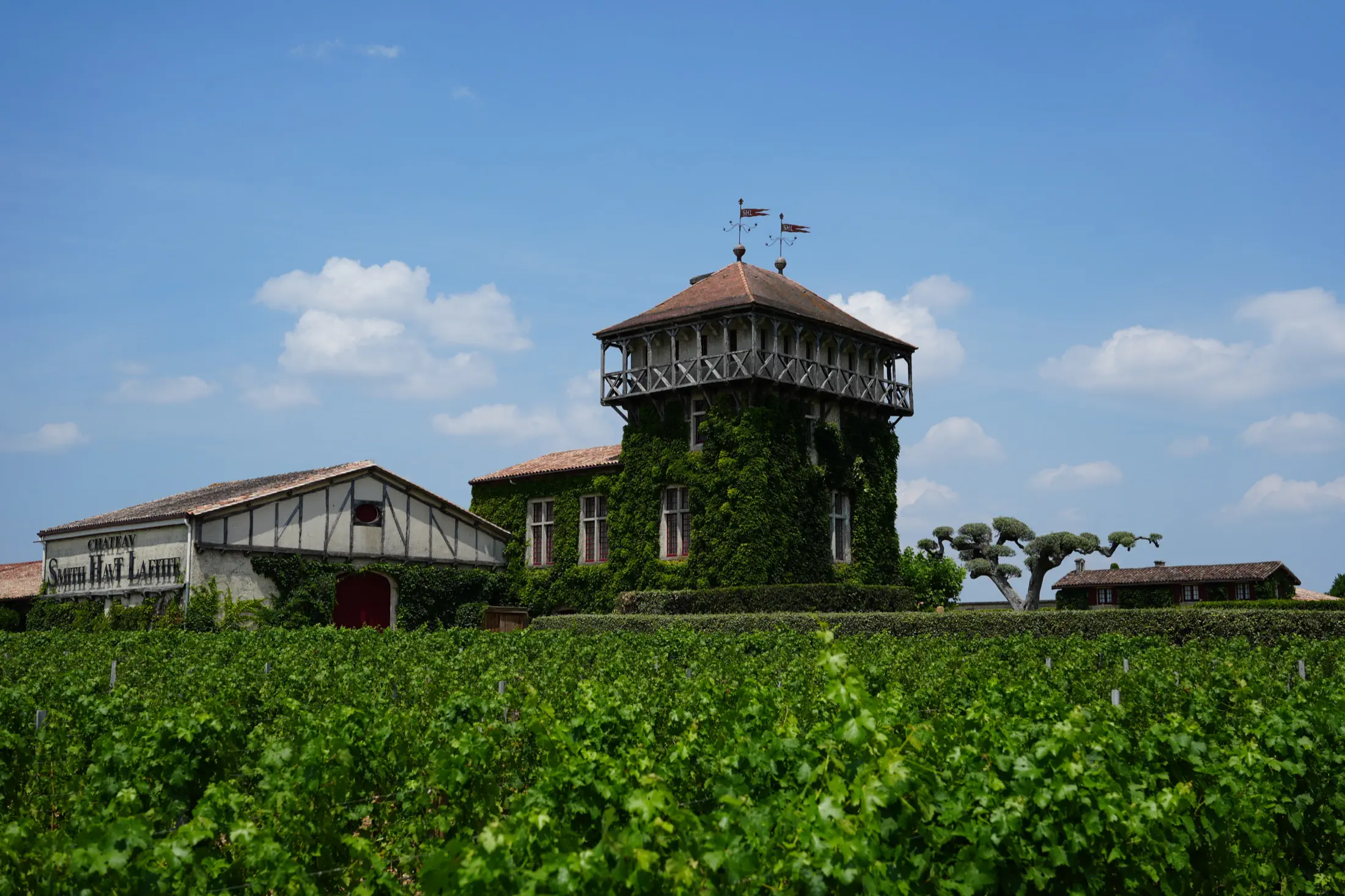 Vineyard rows in front of a vine-covered winery building and tower under a blue sky.