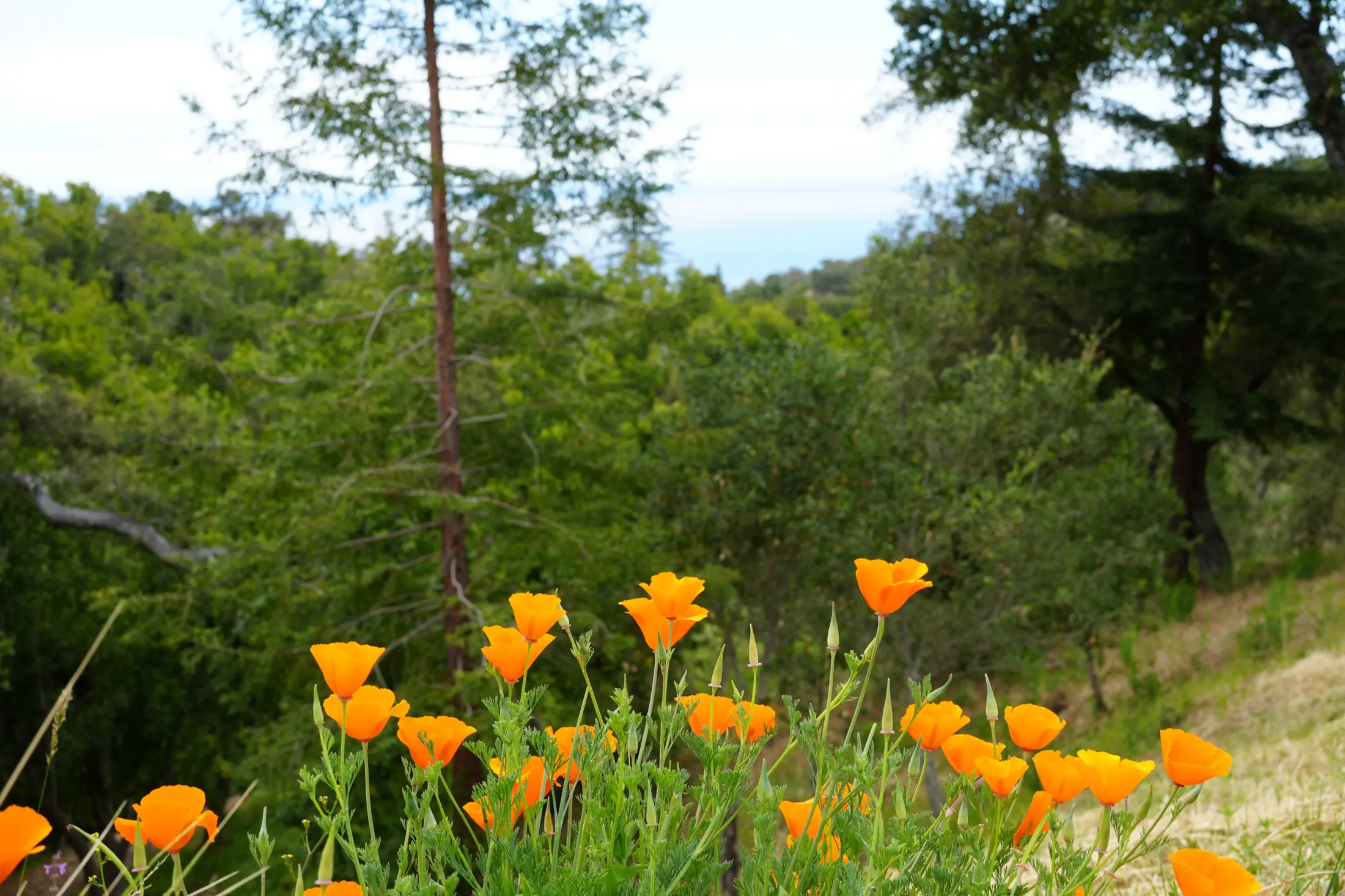 Orange wildflowers in front of a green wooded hillside with the ocean faintly visible in the distance.