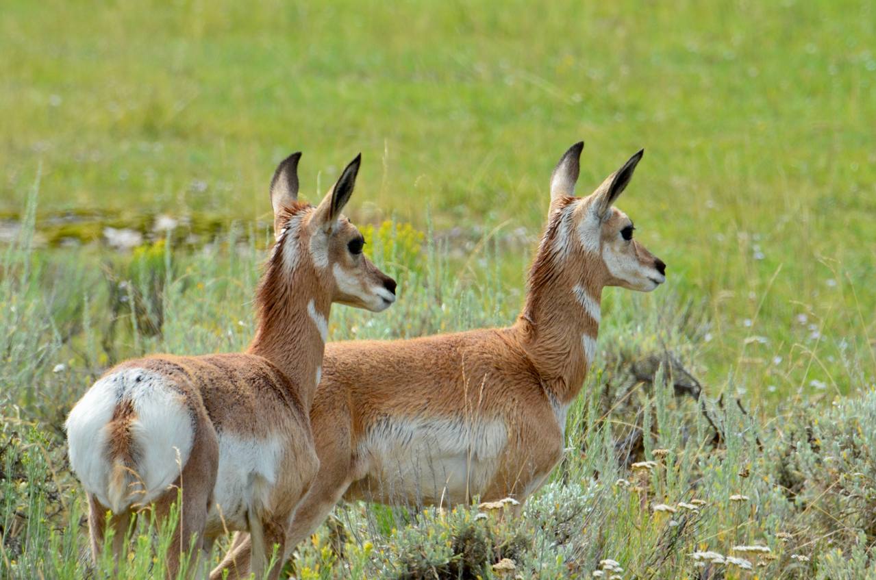 Two pronghorn standing in meadow grass
