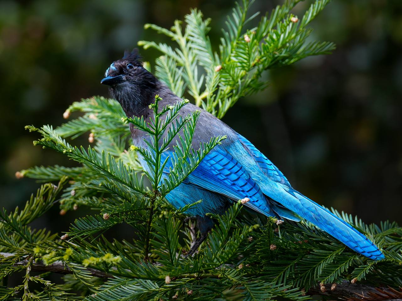 Stellar jay in Big Sur among pine branches