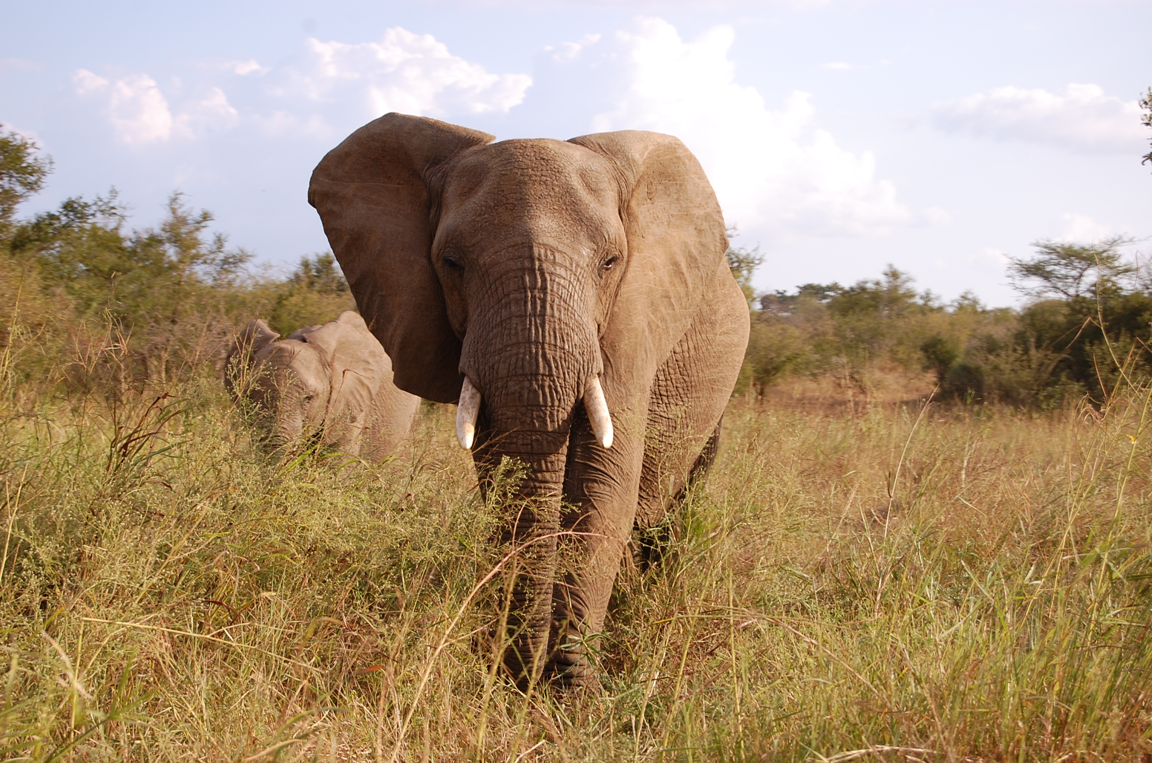 Elephant on safari in South Africa
